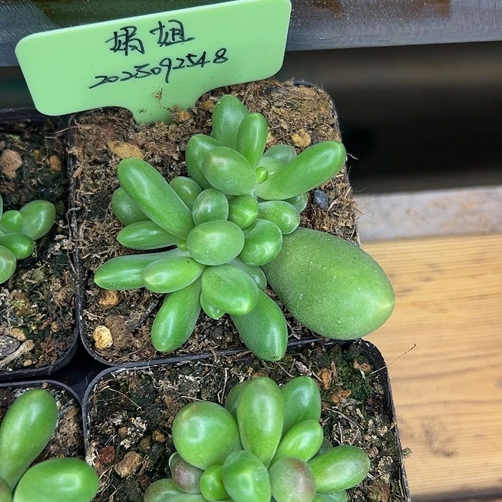 娟***姐金桔拉苗，一物一拍