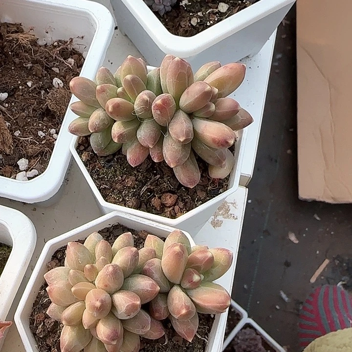 岁***y青蛙王子儿童牙膏111