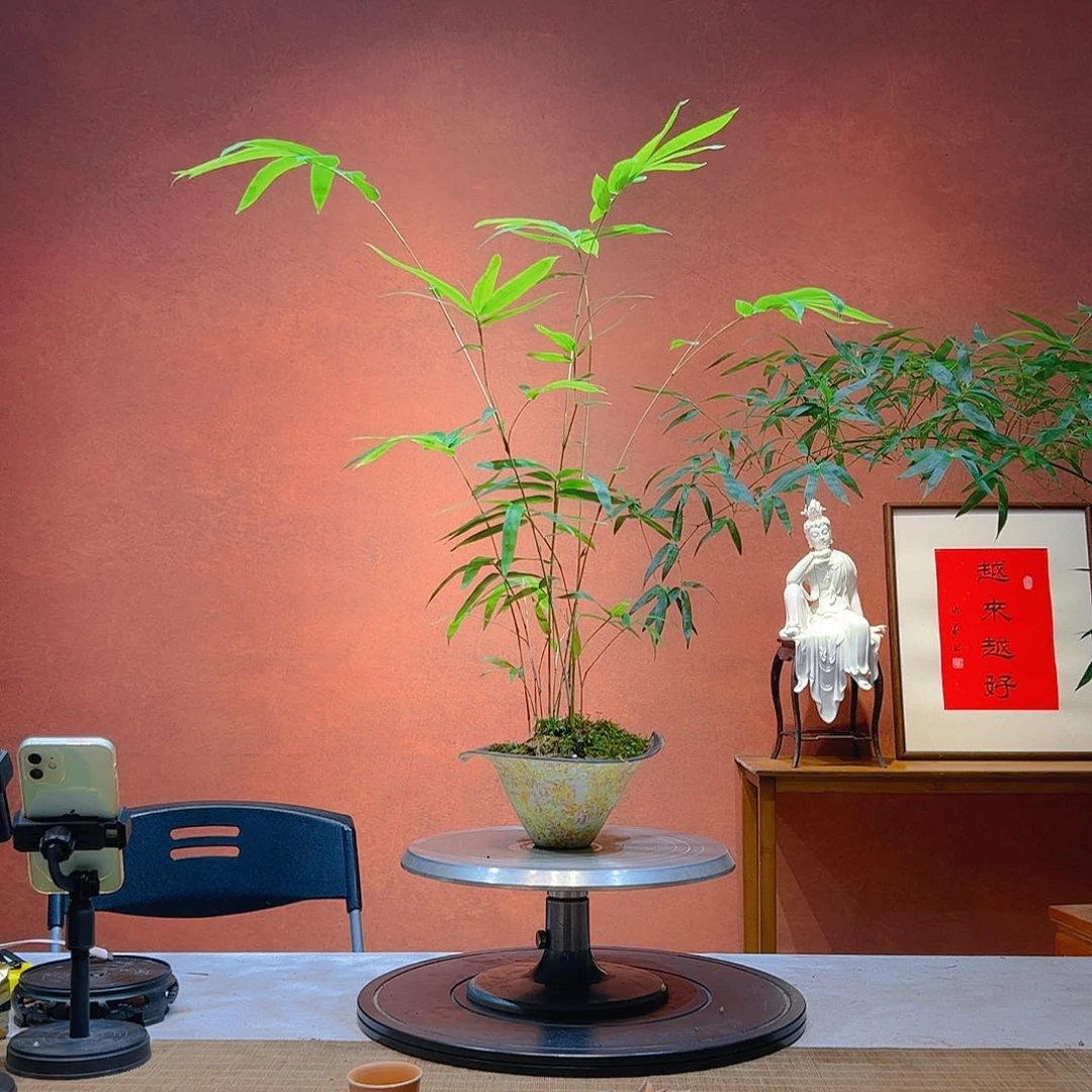 金***后无花朵老桩精品竹盆景艺术