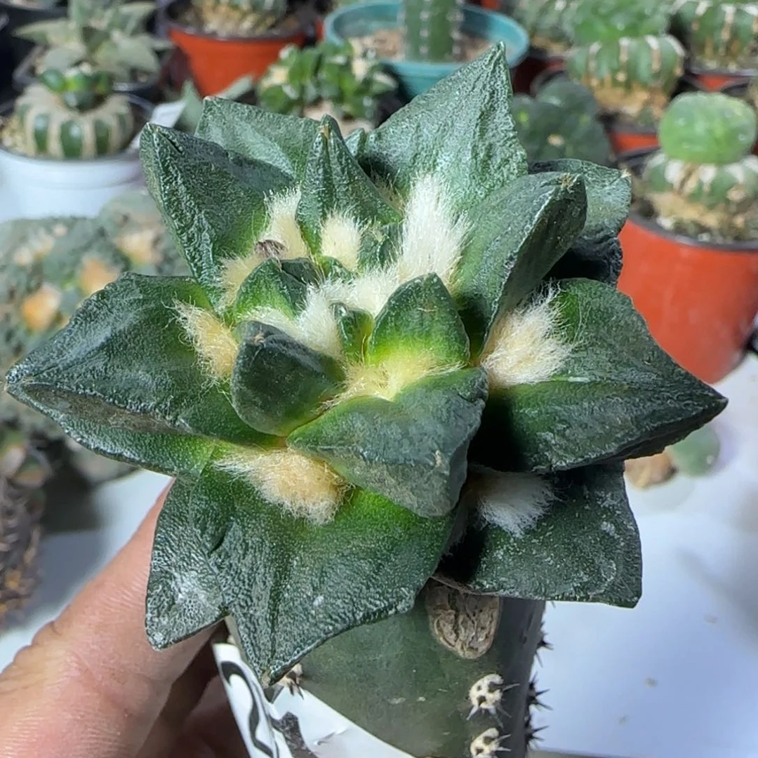 【闪购商品】日系大尤龙角267