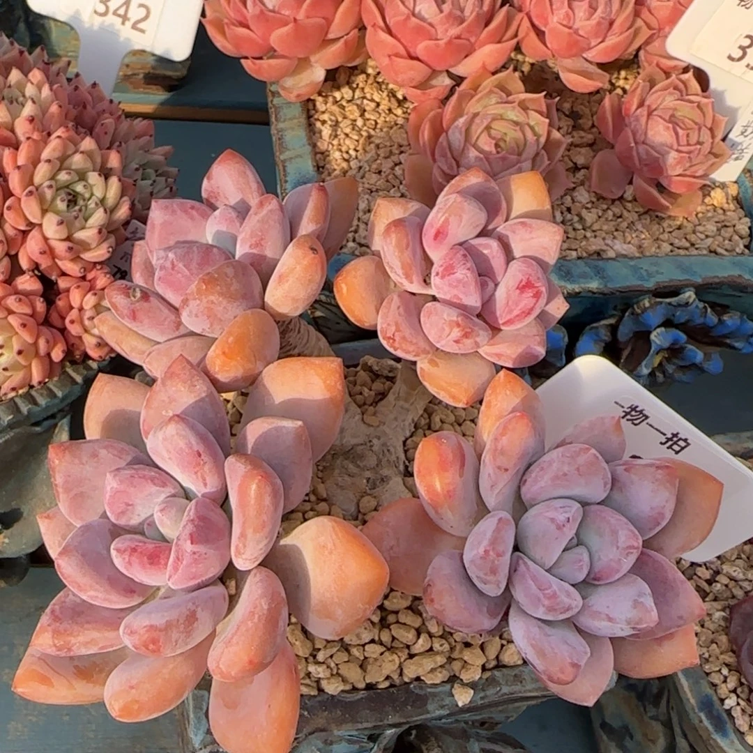 解忧一物一拍349号