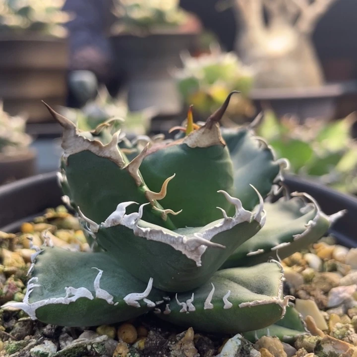 【闪购商品】立可白 灯养