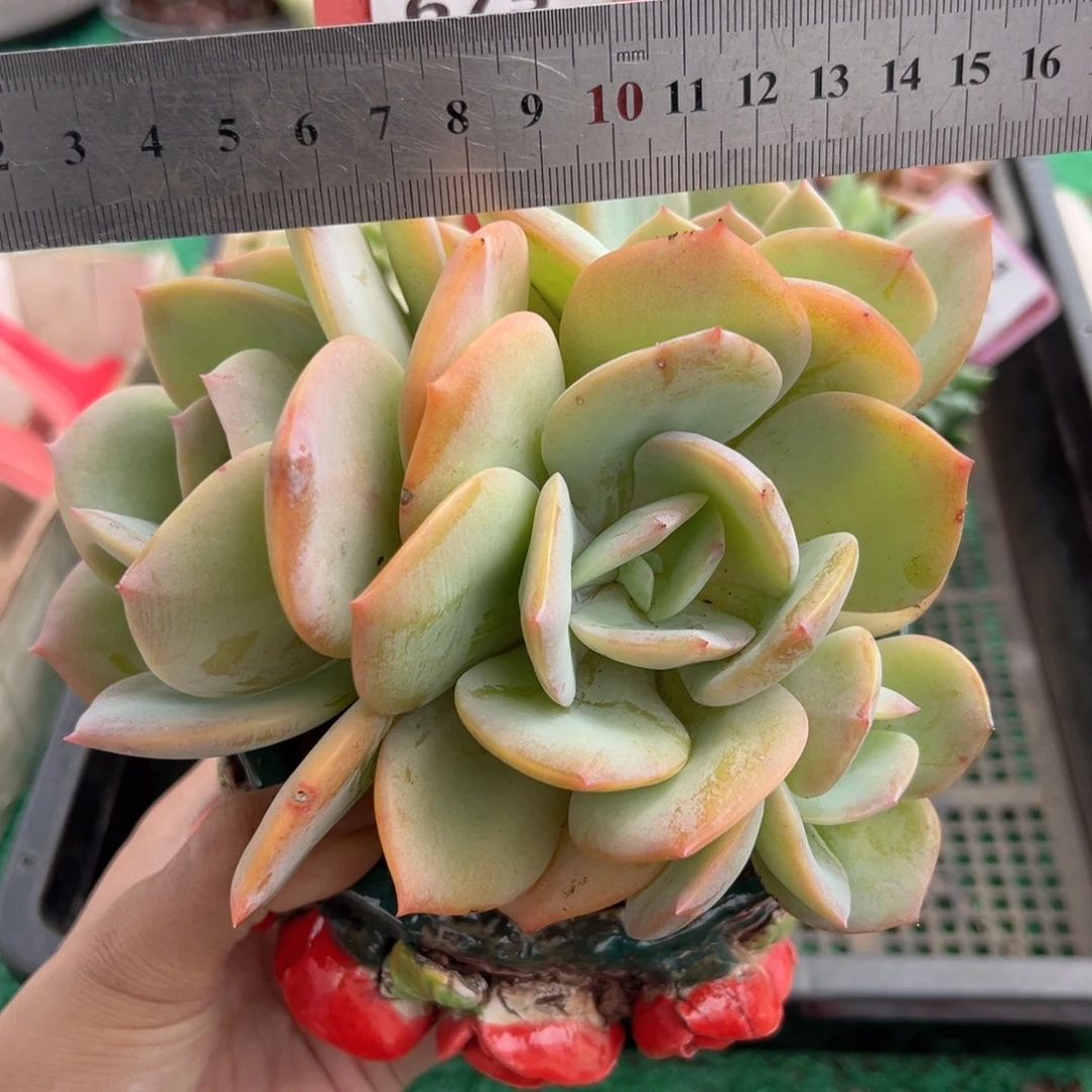 表妹精品多肉植物675.