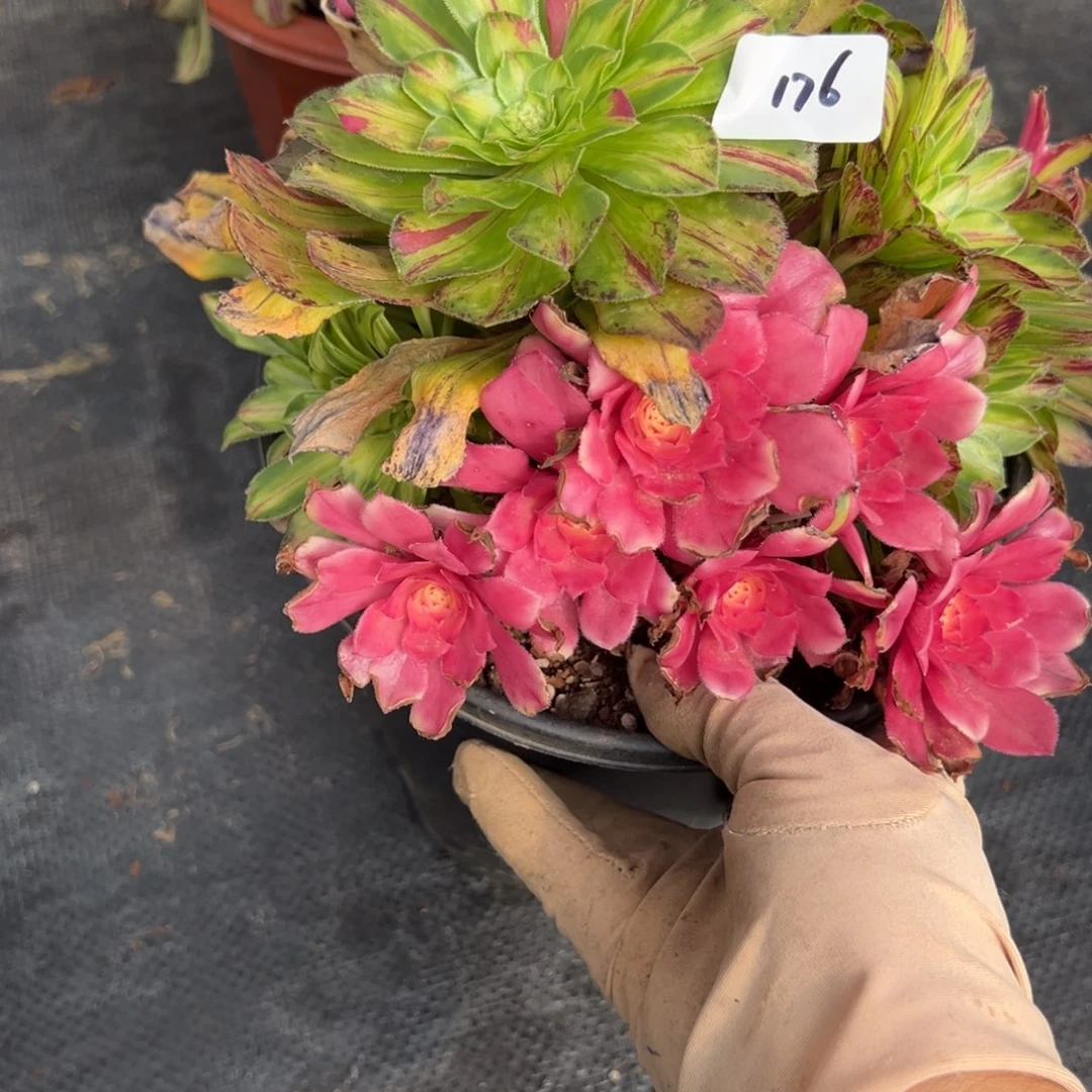 176知否多肉嘻嘻嘻多肉