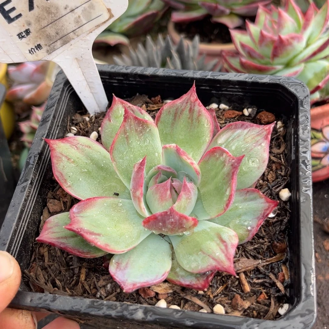 惊鸿一瞥多肉植物724