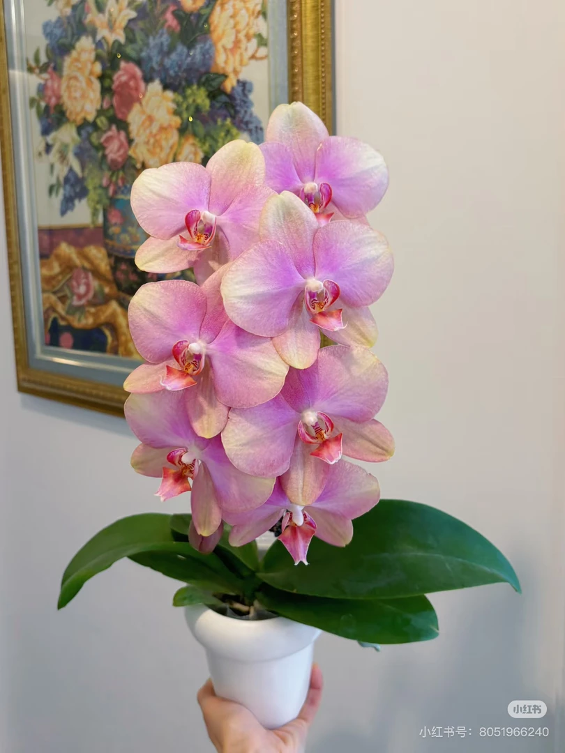 【梵高】3.0寸蝴蝶兰苗 叶瑕疵｜无花剑，控水发货