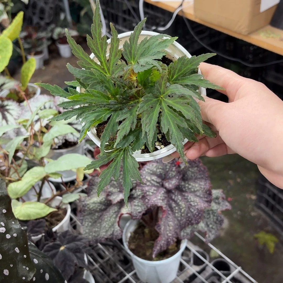 完全开放蝎尾裂秋海棠
