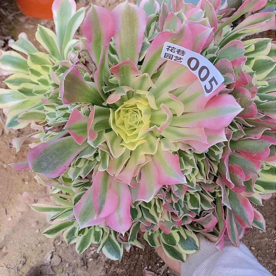 5 号20元包邮不包断枝年后发货