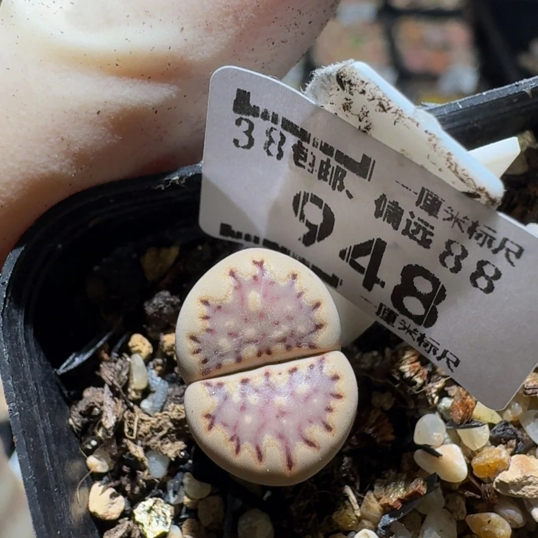 zzzzz生石花肉锥948