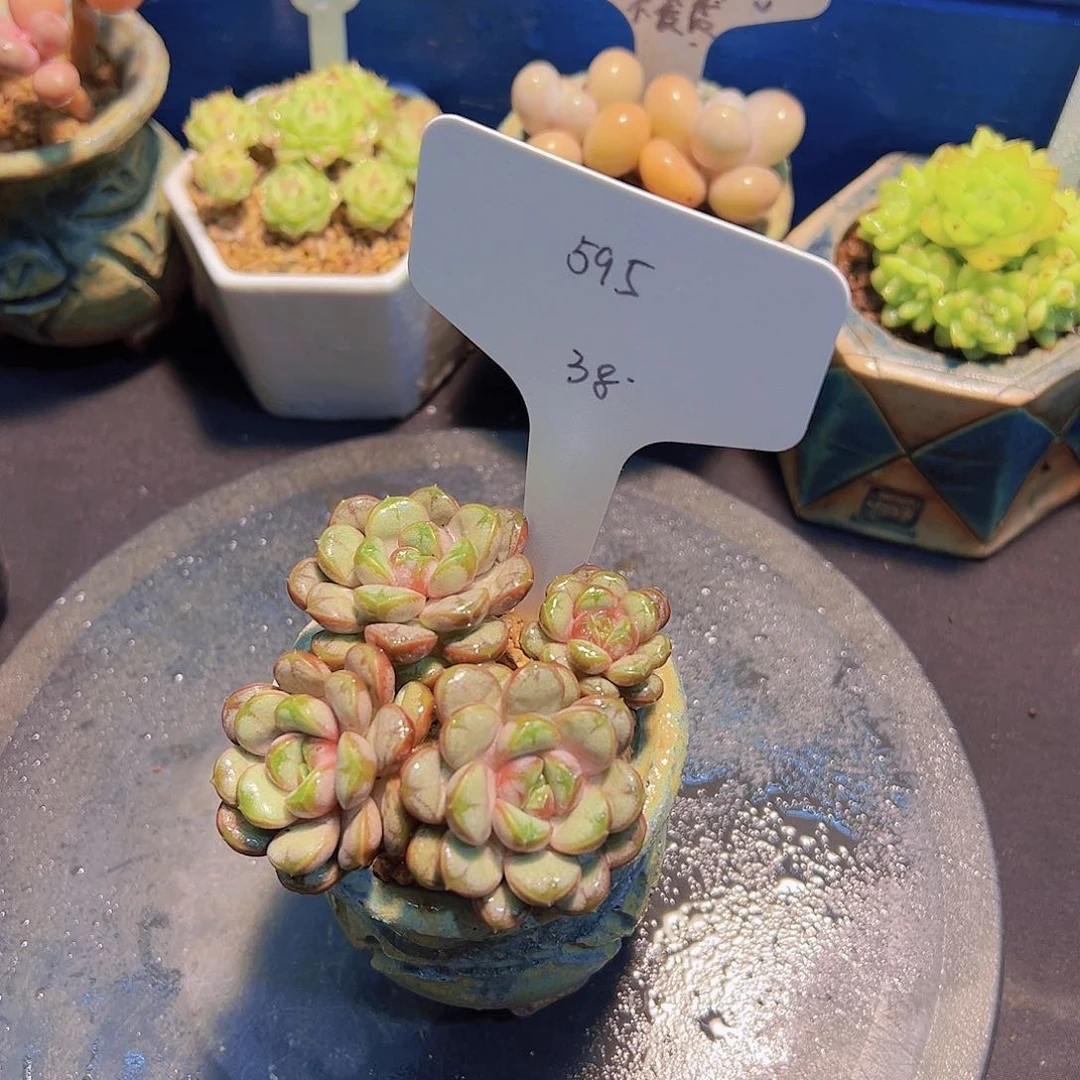姬葡萄，多肉植物，
