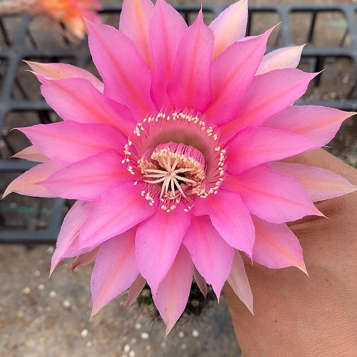 1733 实生彩草6.5厘米盆19包邮