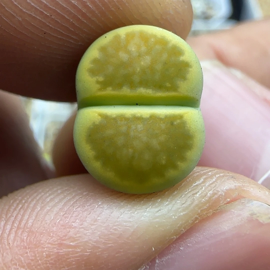 193 开播福利生石花大棚直播