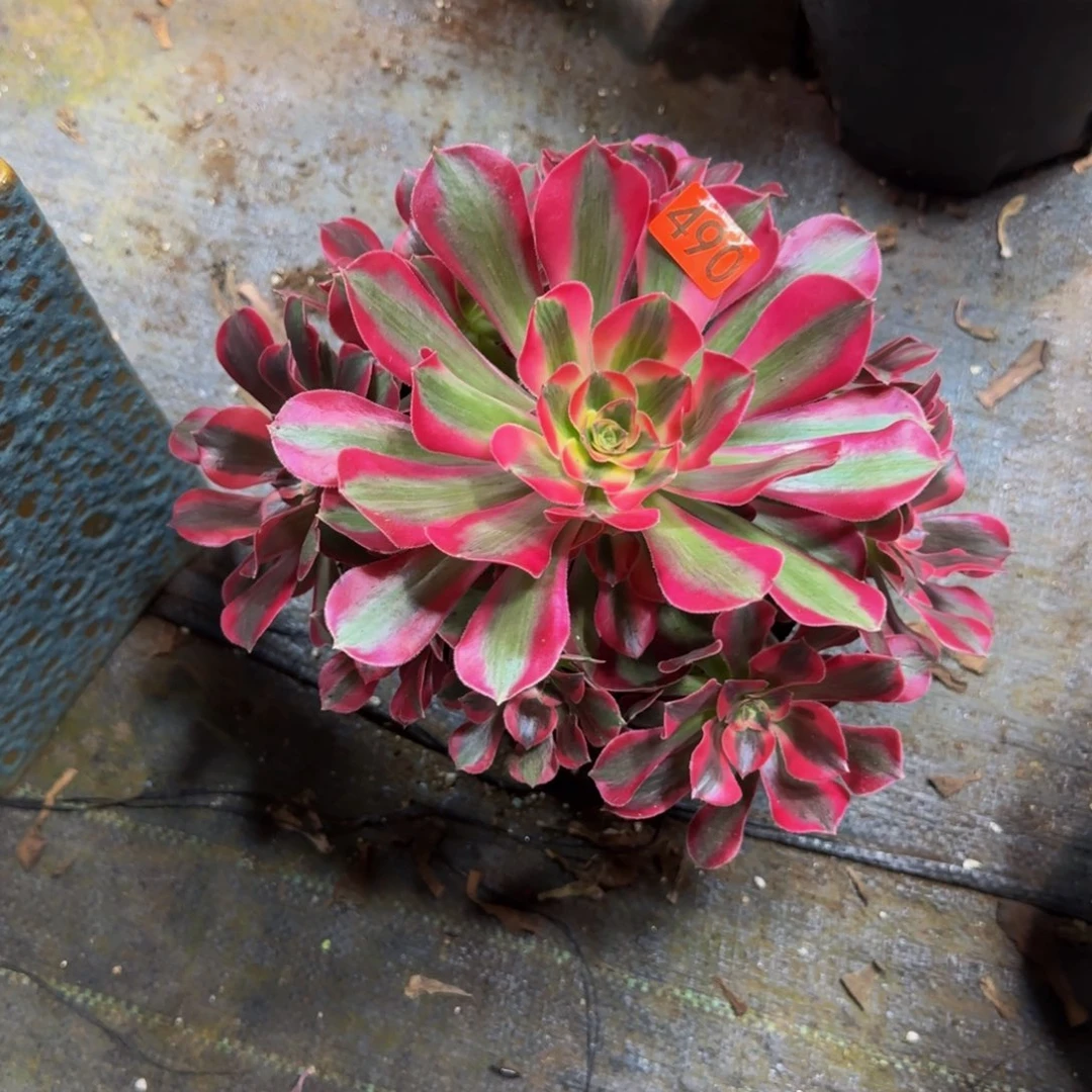 490多肉法师锦1111