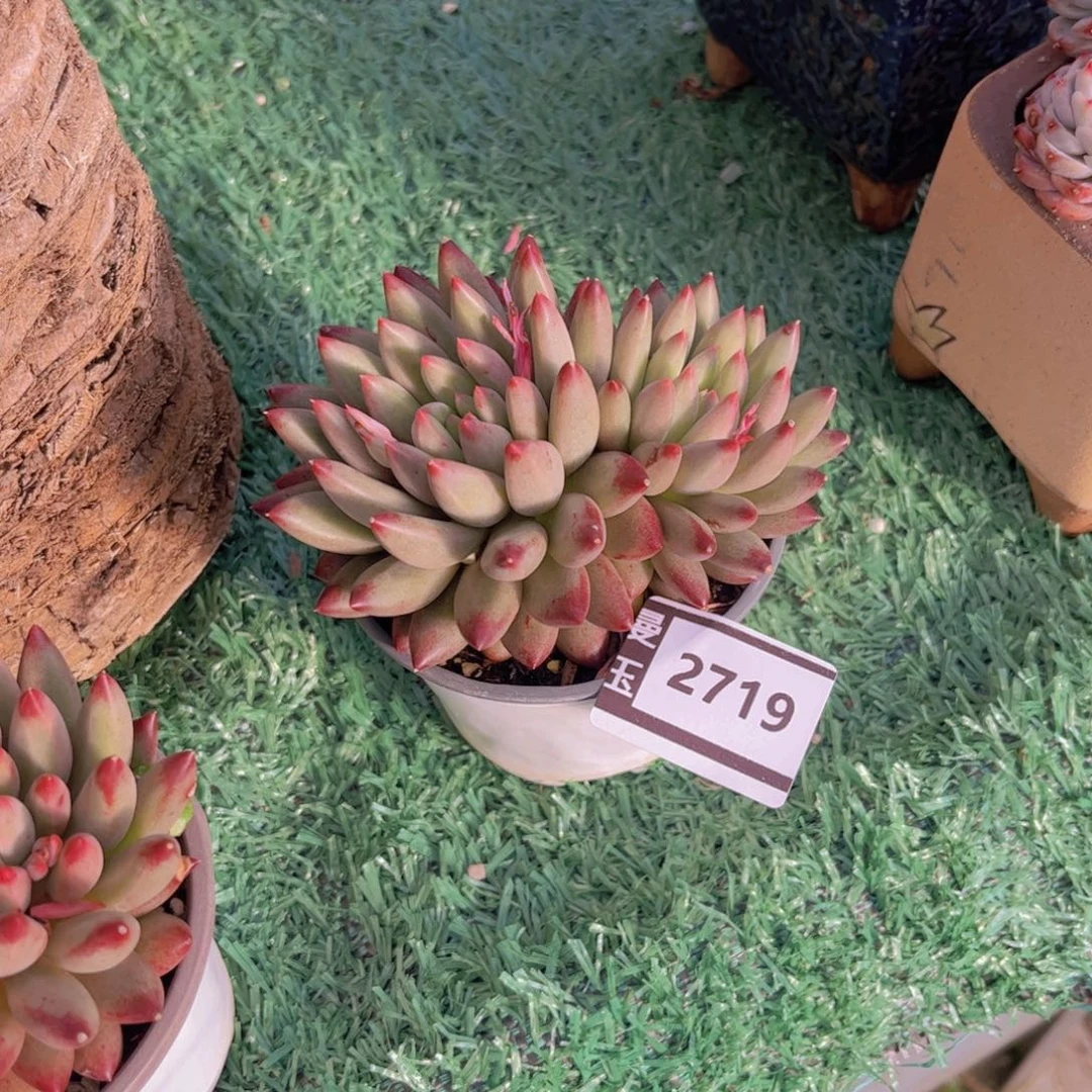 虞美人多肉植物2719