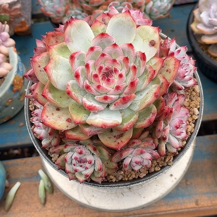 多肉植物一物一拍