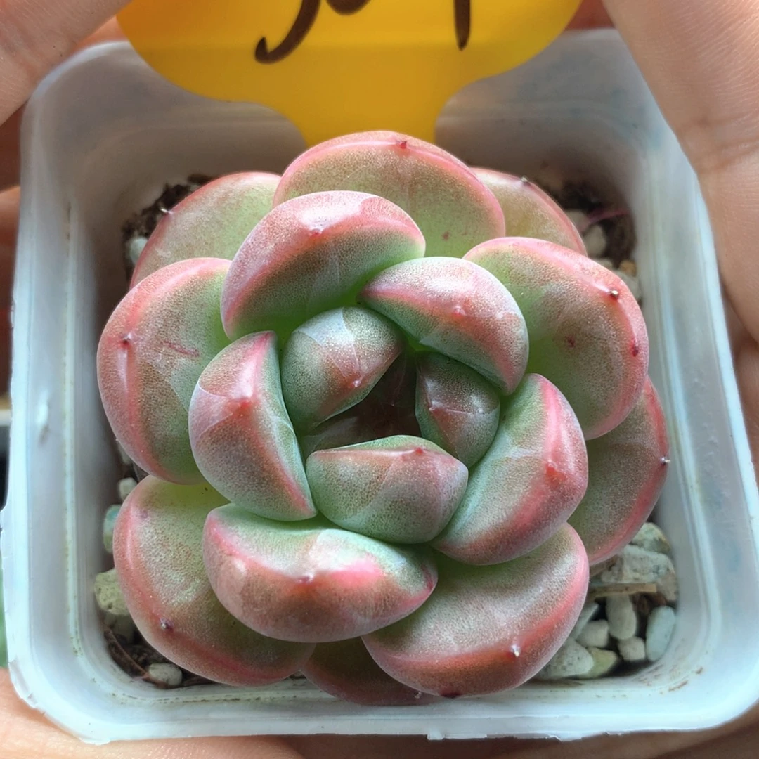 紫珍珠珍妮单头3619