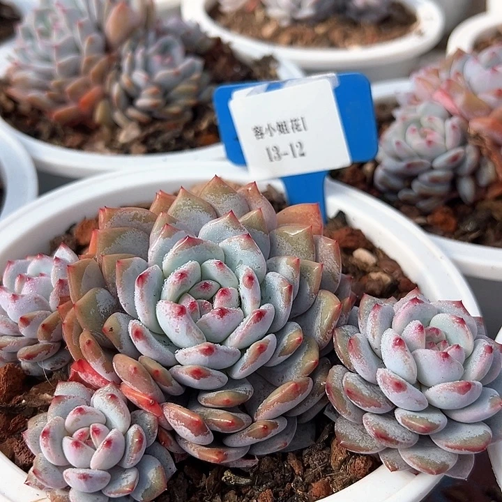 13.12星星橙一个脱土