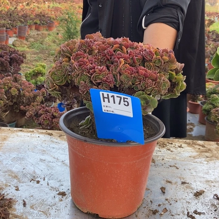 诗***意H175玫瑰玫瑰玫瑰
