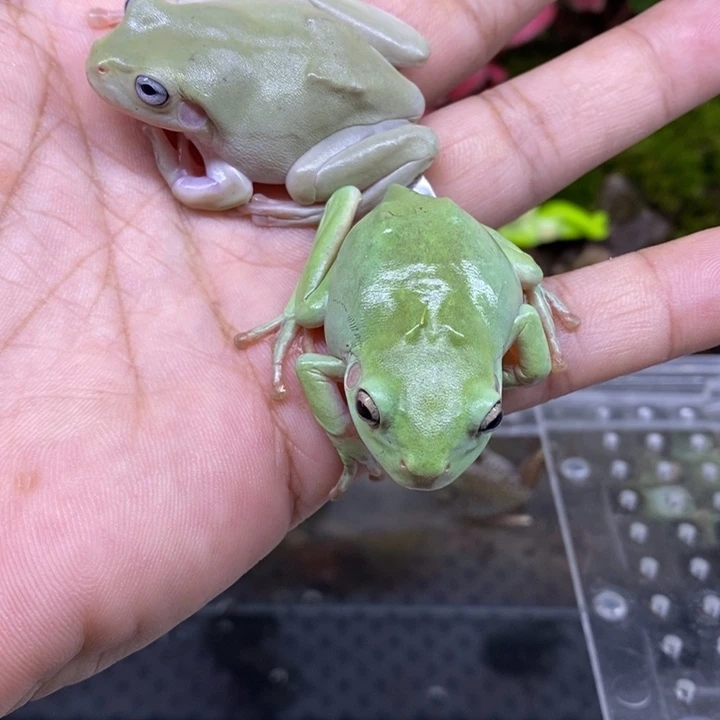老爷树蛙绿树蛙，蓝眼树蛙