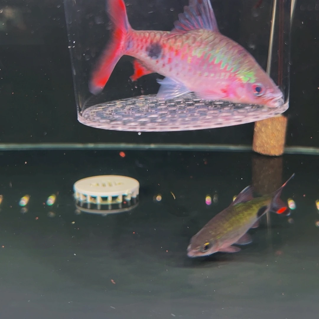 工具鱼叹斑10厘米1条