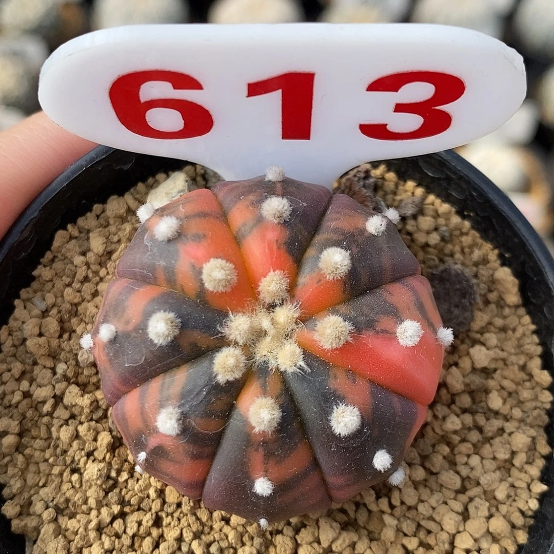 613兜锦系列产品的