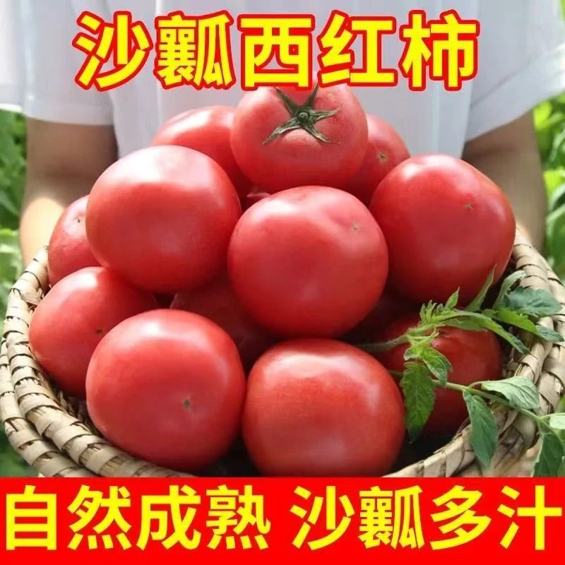 YN【坏果包赔】沙瓤西红柿自然熟新鲜采摘产地直发酸甜多汁露天番茄