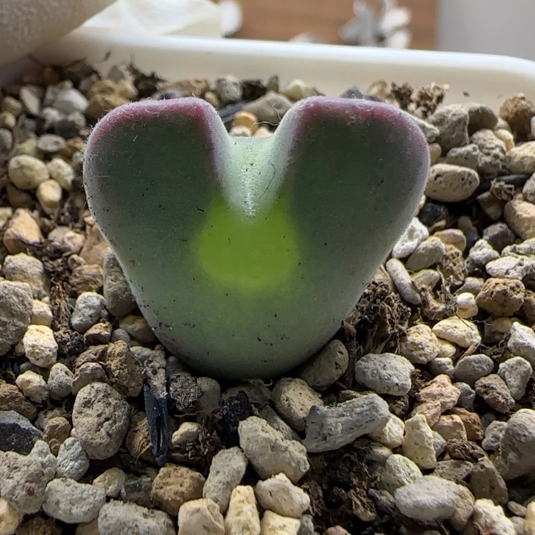 11-6-11-2当天满38包邮天使之翼空蝉2.1cm脱土