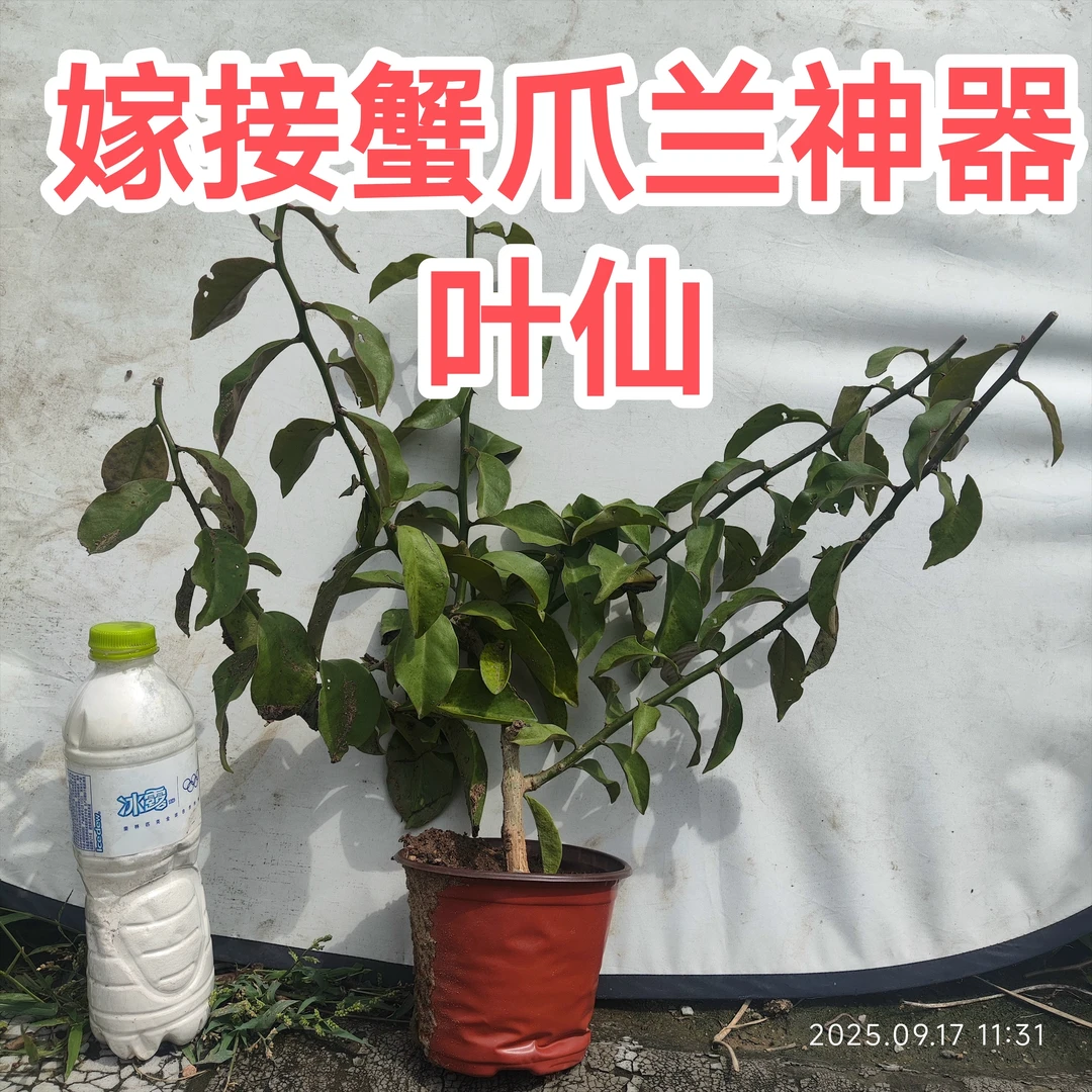 叶仙嫁接蟹爪兰砧木仙人掌科嫁接神器直播间一物一拍