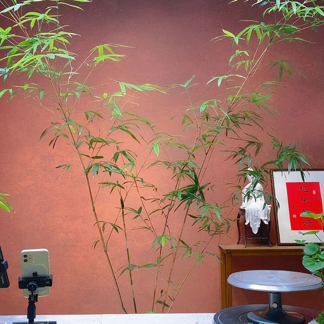 红***无花朵老桩精品竹竹盆景艺术