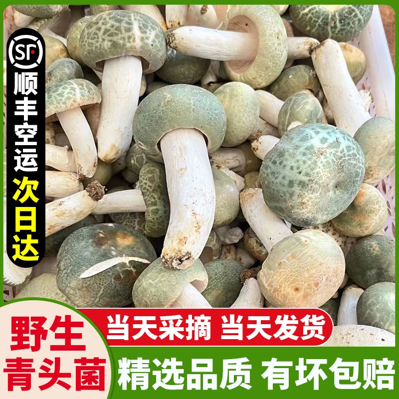 青头菌新鲜云南野生青头菌新鲜青脸菇变绿红菇绿豆菌野生蘑菇骨朵