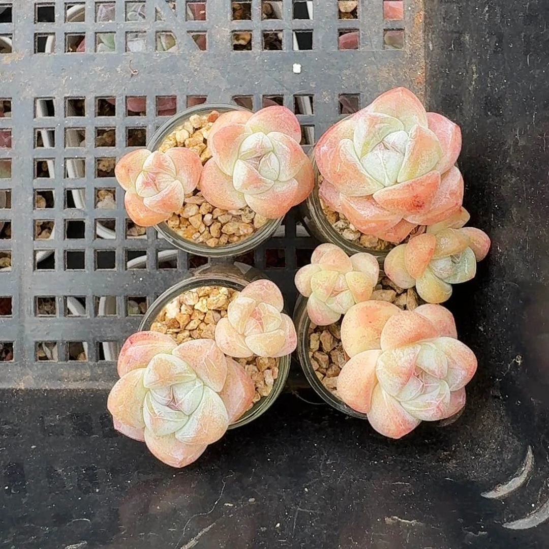 双头玻璃瓶冰玉4颗带玻璃瓶发货
