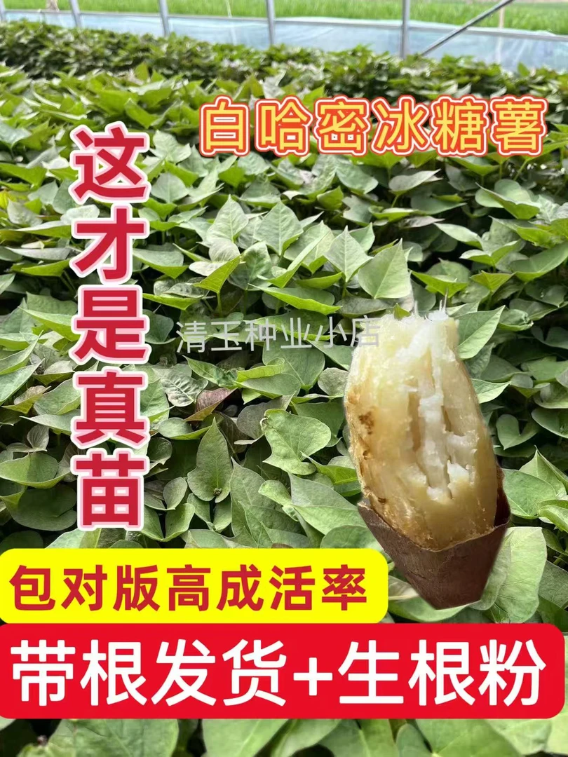 哈密冰糖薯新鲜红薯蜜薯番薯根粗苗壮正宗白心香甜蜜薯