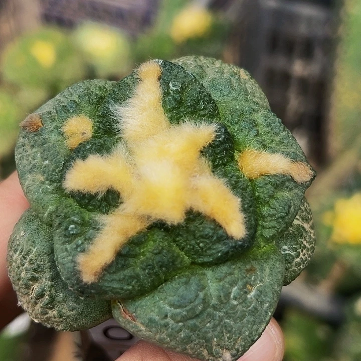 无花朵福利大尤连山牡丹678