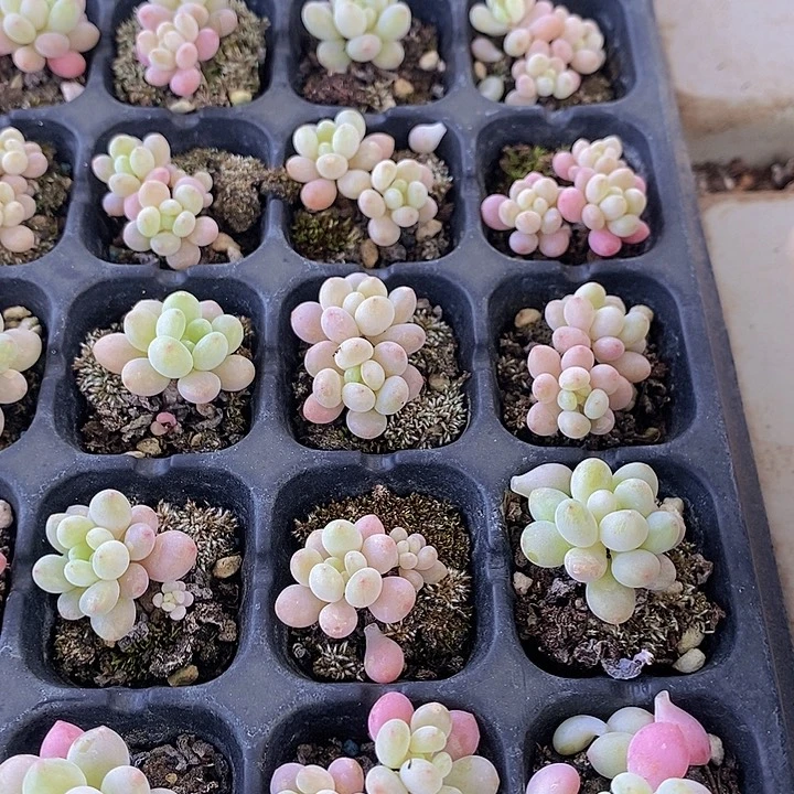 130 多肉植物盆栽花卉