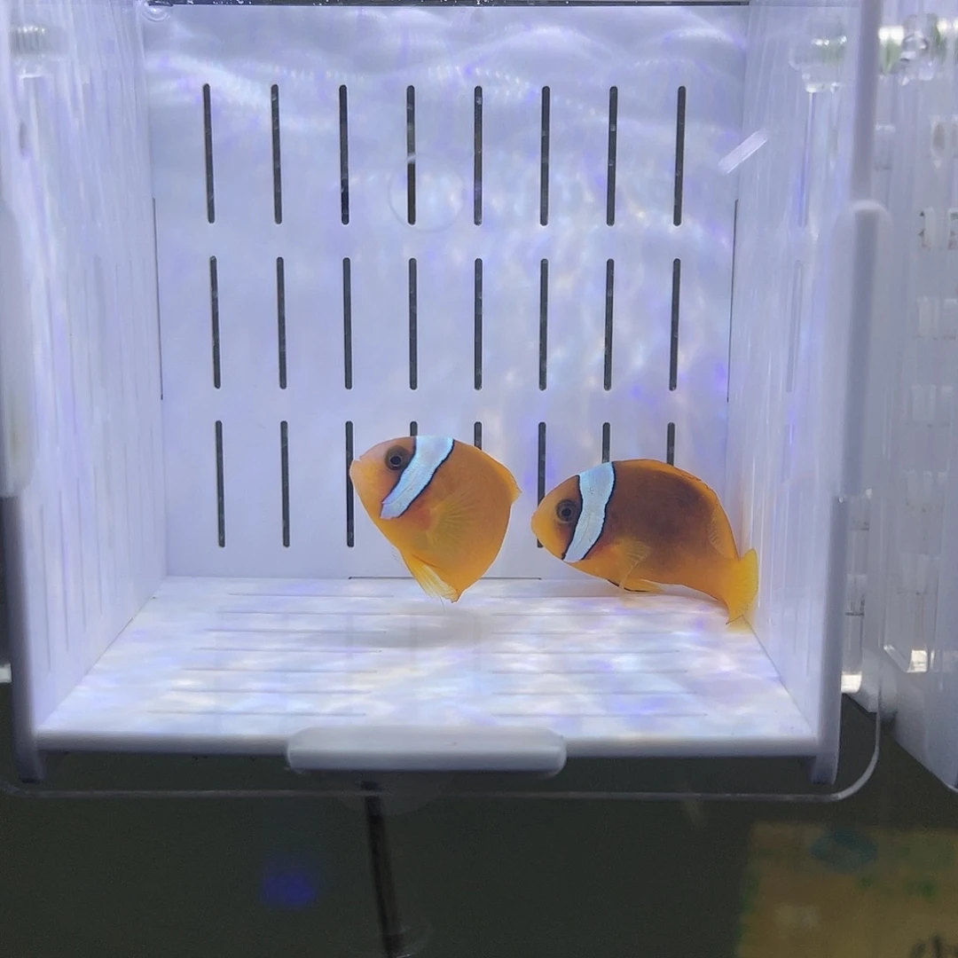 海水鱼4-5公分精品番茄