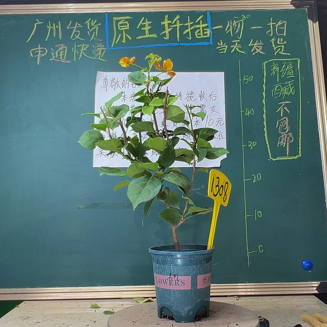 当前无花栽培后可以开花加州黄金1308