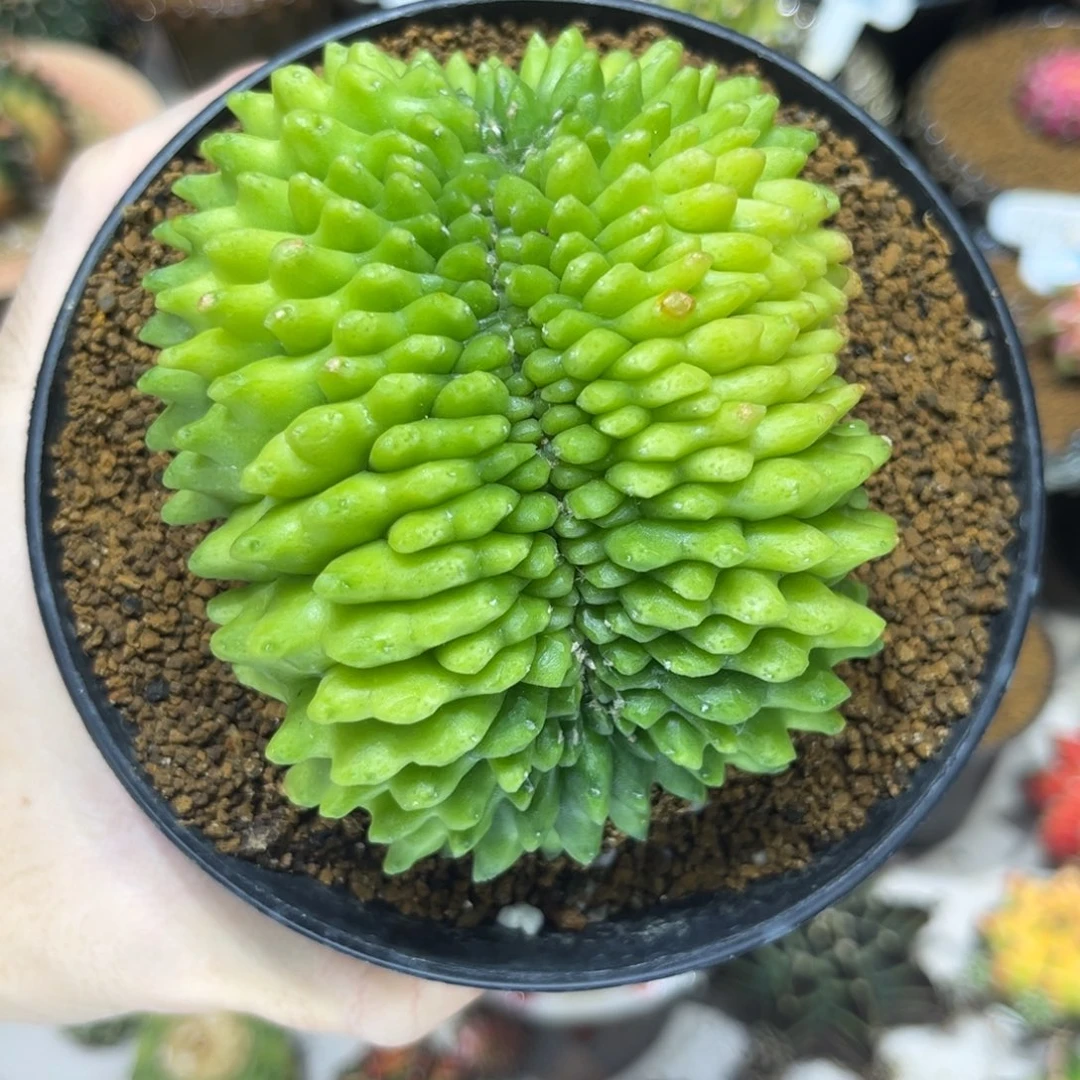 实生根貘缀————————-