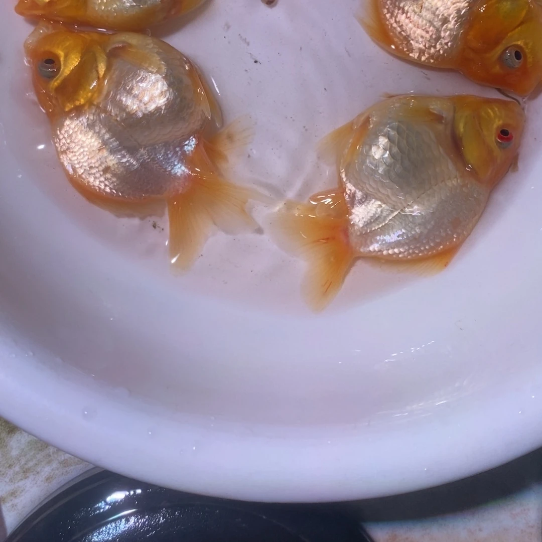 哈***丹海水玛丽商品4+1备损