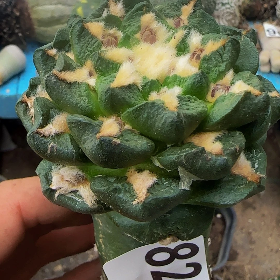 翘钩尤龟甲牡丹825