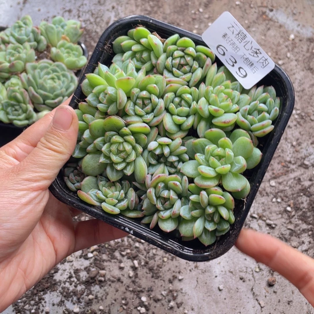 云糖心多肉植物639