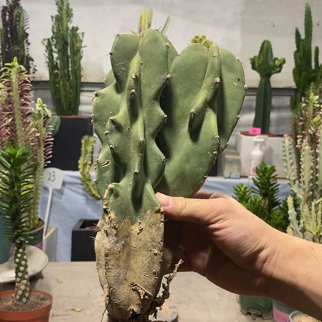 当前无花朵，栽培后可花朵大象腿一物一拍