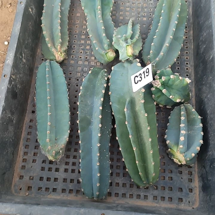 太****）量天尺侧芽319