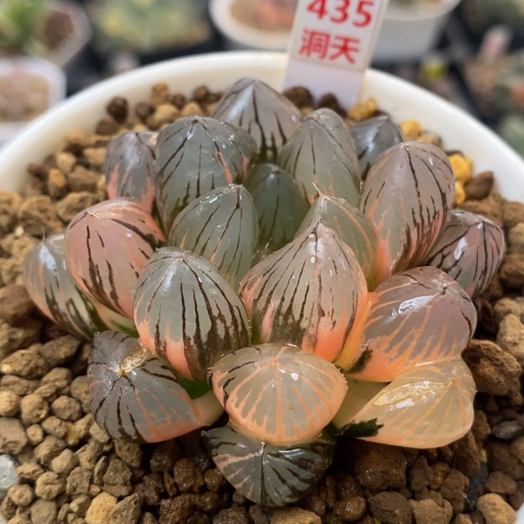 435om玉露锦一物一拍