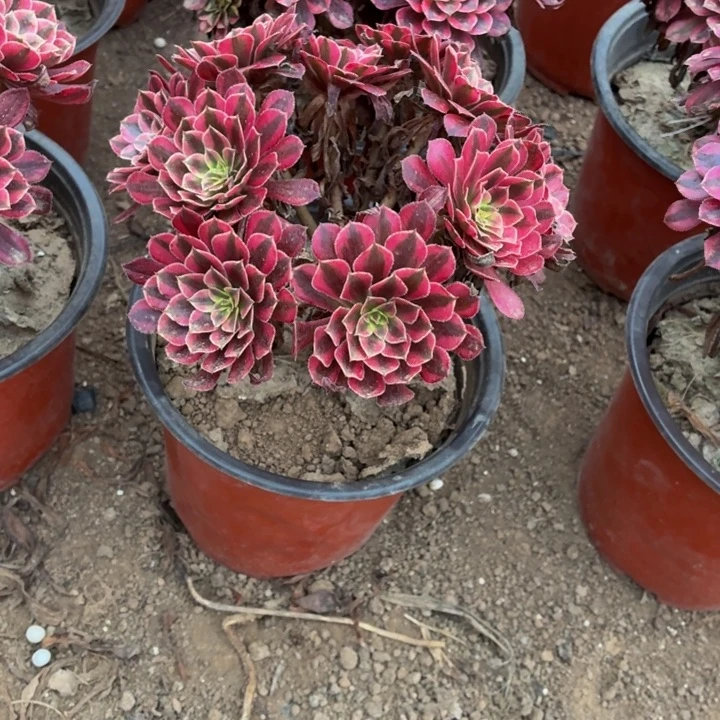 黑铜白一棵脱土发货