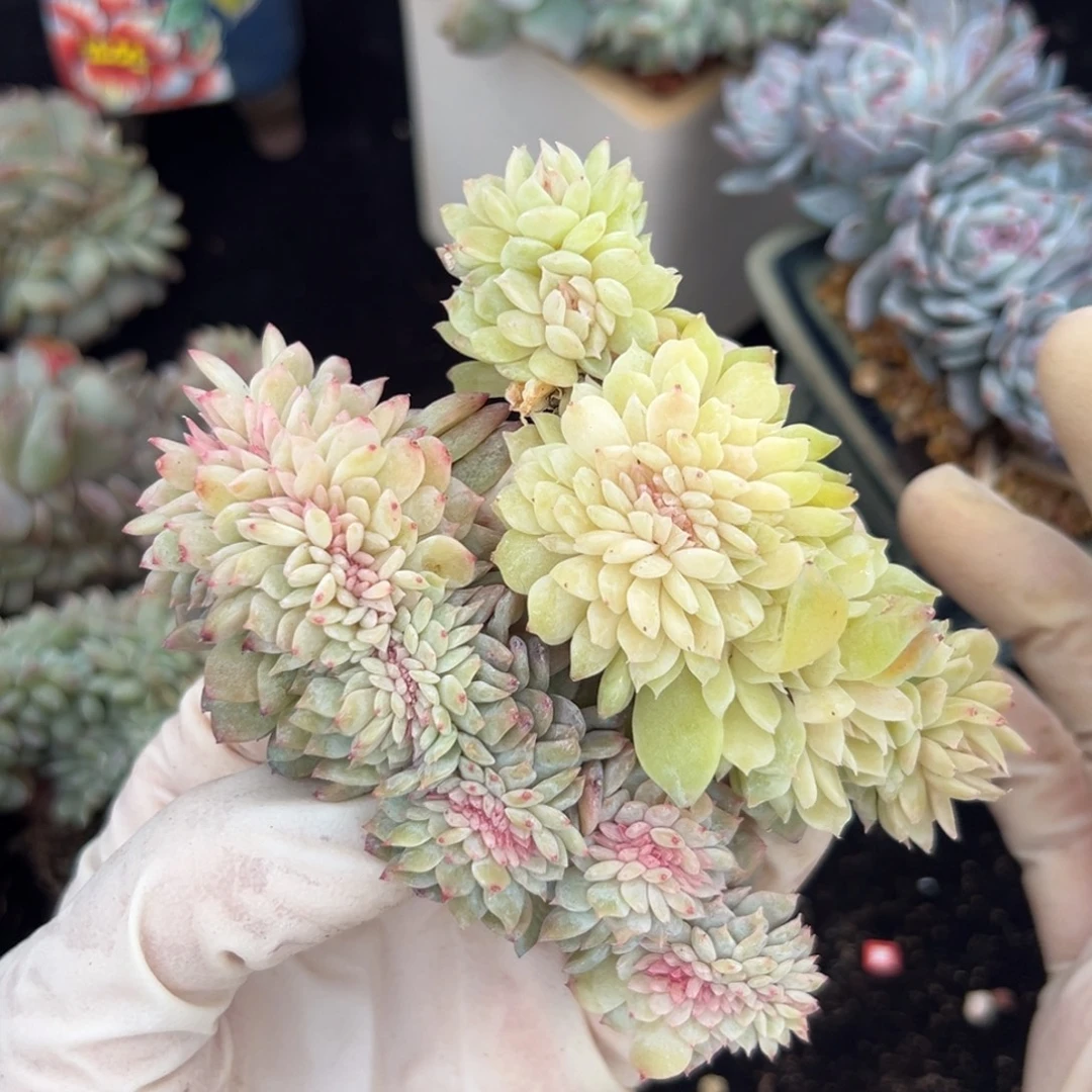 新年快乐 新年快乐荷花和三色 新年快乐