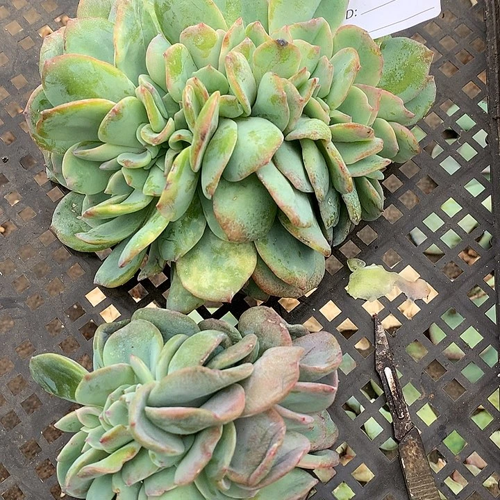 嫁接白凤无根2颗一起不退不换