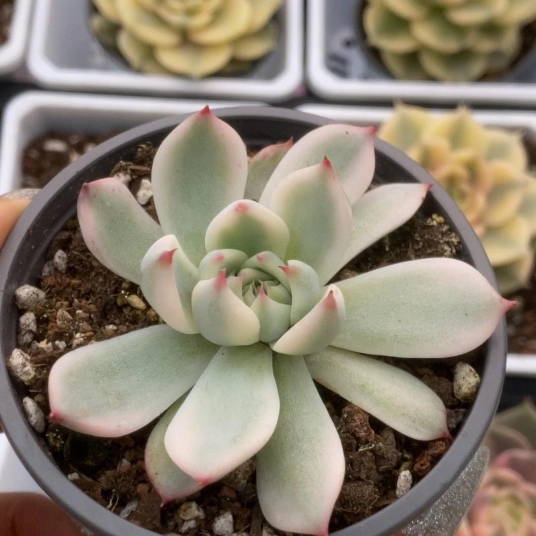 098锦锦锦锦锦锦锦锦
