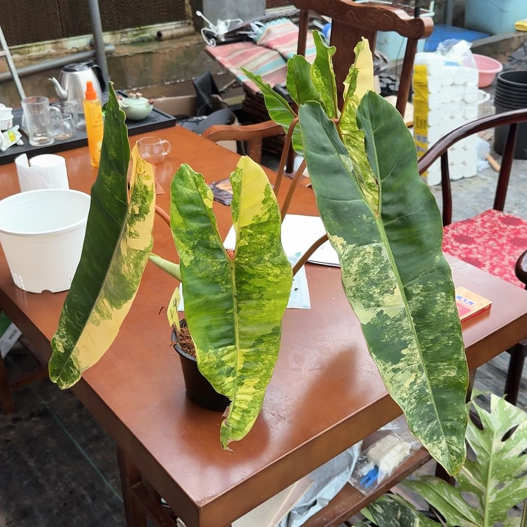 无花朵奇*橙炳锦顶芽寄养新叶L4