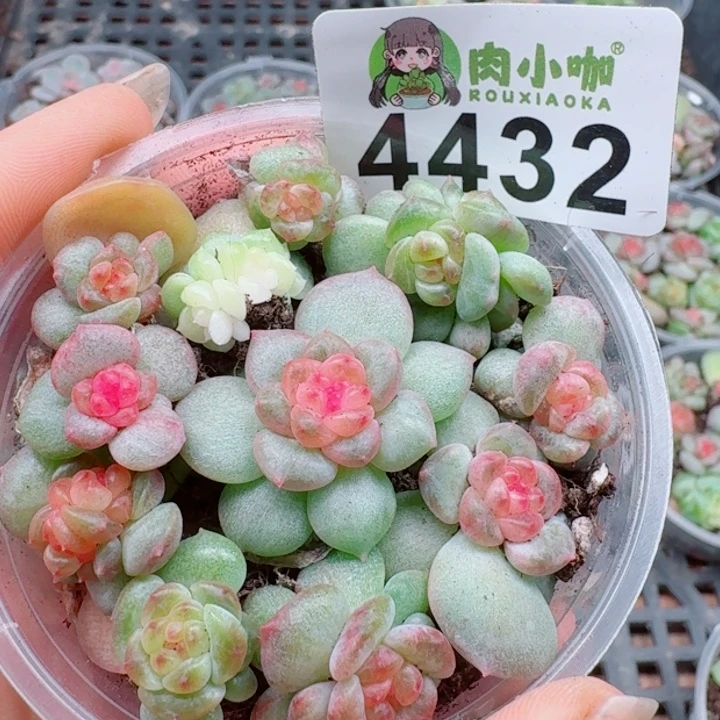 多肉植物多肉植物