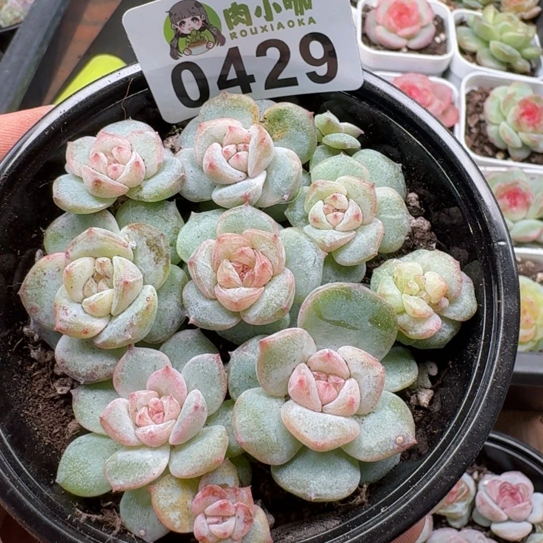 多肉植物多肉植物